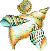 coquillage